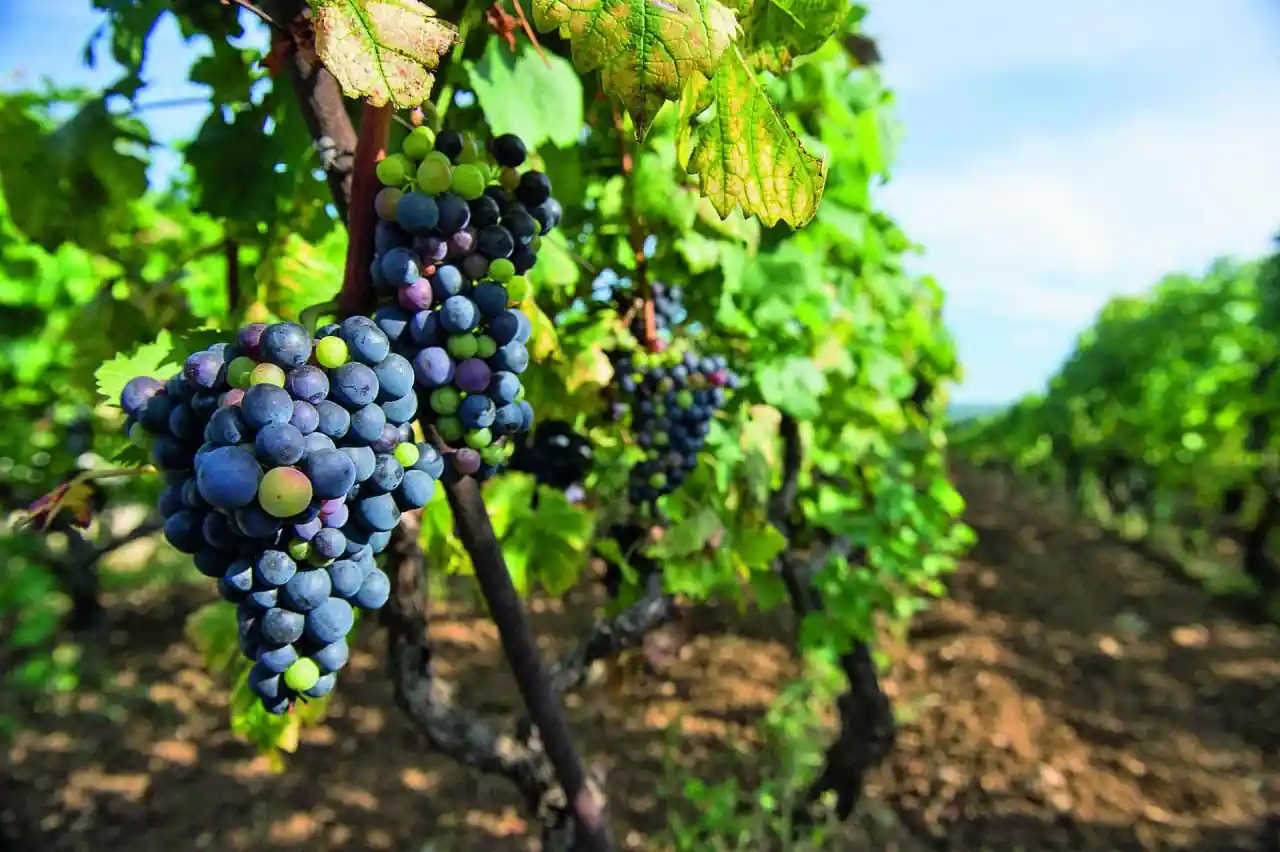 O Nama - About Croatian Wineries